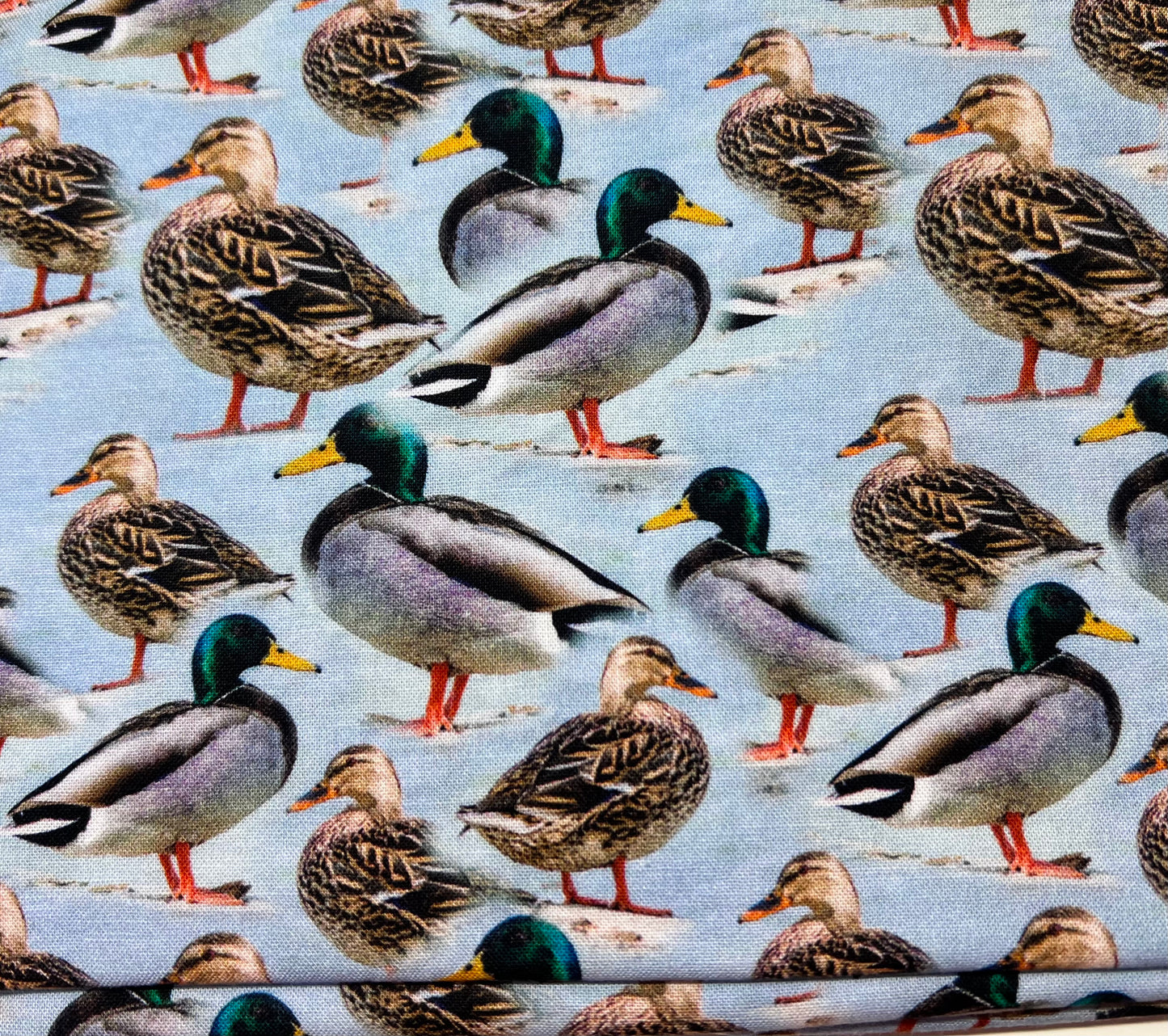 Mallards and females